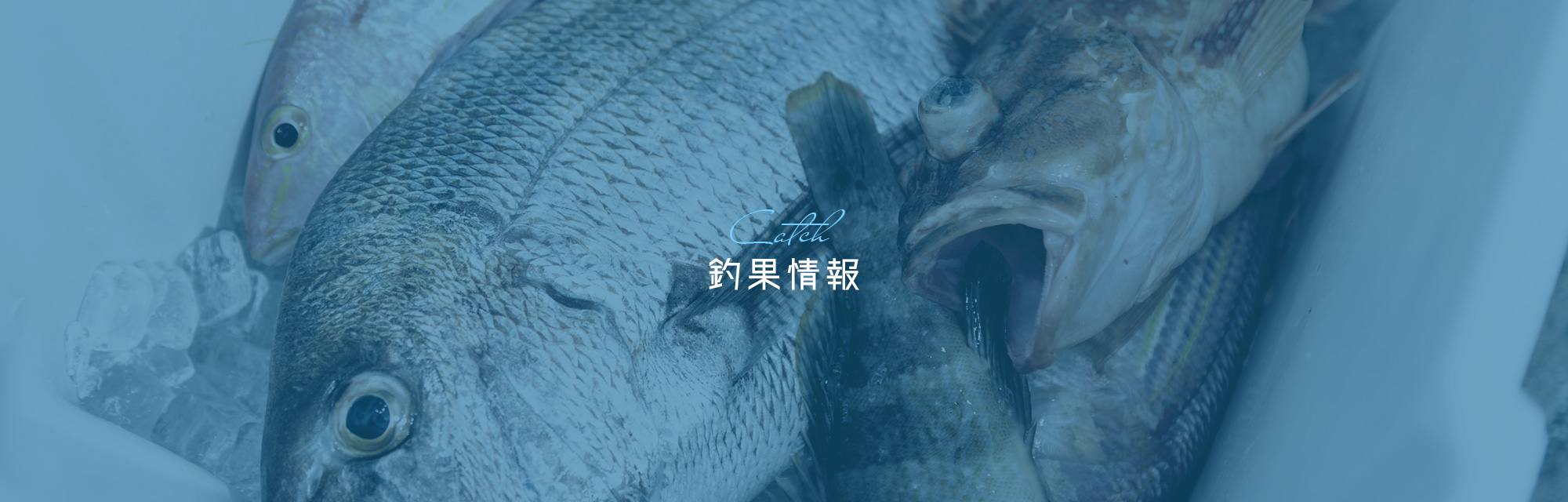 釣果情報